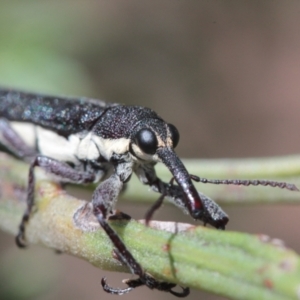 Rhinotia sp. in brunnea-group at Throsby, ACT - 24 Nov 2022 02:28 PM