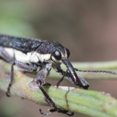 Rhinotia sp. in brunnea-group at Throsby, ACT - 24 Nov 2022