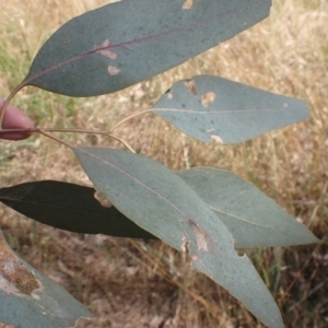 Eucalyptus blakelyi at Godfreys Creek, NSW - 26 Nov 2022 03:43 PM