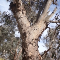 Eucalyptus blakelyi at Godfreys Creek, NSW - 26 Nov 2022