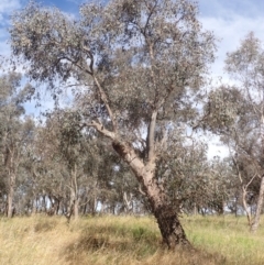 Eucalyptus blakelyi at Godfreys Creek, NSW - 26 Nov 2022