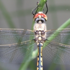 Hemicordulia tau (Tau Emerald) at Evatt, ACT - 26 Nov 2022 by naturedude