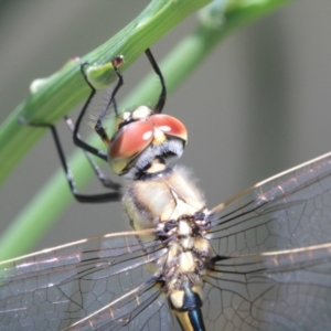 Hemicordulia tau at Evatt, ACT - 26 Nov 2022