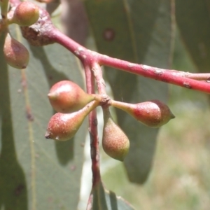 Eucalyptus melliodora at Boorowa, NSW - 26 Nov 2022 01:00 PM