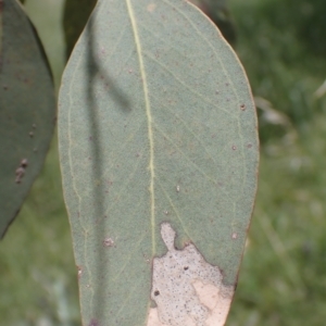 Eucalyptus melliodora at Boorowa, NSW - 26 Nov 2022