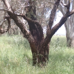 Eucalyptus melliodora at Boorowa, NSW - 26 Nov 2022