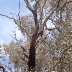 Eucalyptus melliodora at Boorowa, NSW - 26 Nov 2022 01:00 PM