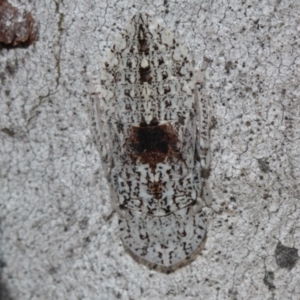 Ledromorpha planirostris at Melba, ACT - 28 Nov 2022 05:34 PM