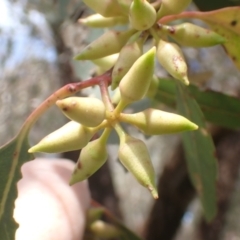 Eucalyptus blakelyi (Blakely's Red Gum) at Boorowa, NSW - 26 Nov 2022 by drakes