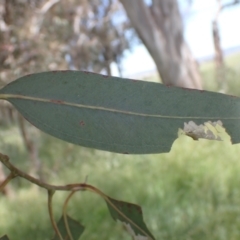 Eucalyptus blakelyi at Boorowa, NSW - 26 Nov 2022