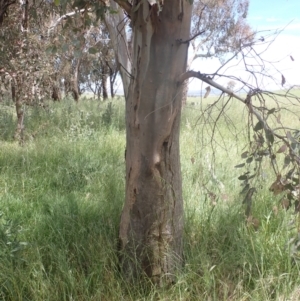 Eucalyptus blakelyi at Boorowa, NSW - 26 Nov 2022