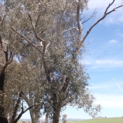 Eucalyptus blakelyi at Boorowa, NSW - 26 Nov 2022 01:02 PM