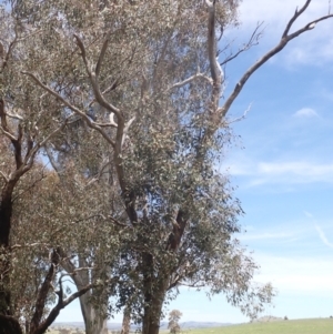Eucalyptus blakelyi at Boorowa, NSW - 26 Nov 2022