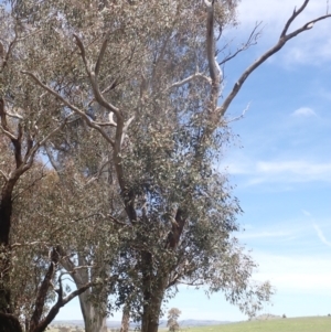 Eucalyptus blakelyi at Boorowa, NSW - 26 Nov 2022 01:02 PM