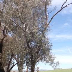 Eucalyptus blakelyi at Boorowa, NSW - 26 Nov 2022