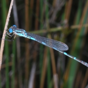 Austrolestes leda at Paddys River, ACT - 24 Nov 2022