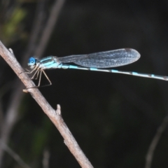 Austrolestes leda at Paddys River, ACT - 24 Nov 2022