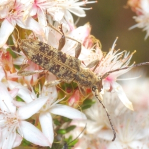 Pempsamacra dispersa at Paddys River, ACT - 24 Nov 2022 04:21 PM