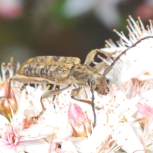 Pempsamacra dispersa at Paddys River, ACT - 24 Nov 2022 04:21 PM