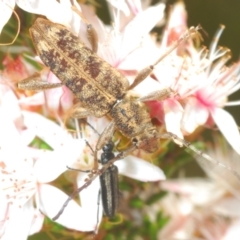 Pempsamacra dispersa at Paddys River, ACT - 24 Nov 2022 04:21 PM