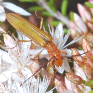 Stenoderus concolor at Paddys River, ACT - 27 Nov 2022 03:00 PM