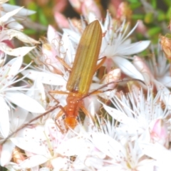 Stenoderus concolor at Paddys River, ACT - 27 Nov 2022 03:00 PM