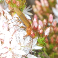 Stenoderus concolor at Paddys River, ACT - 27 Nov 2022 03:00 PM