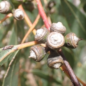 Eucalyptus bridgesiana at Boorowa, NSW - 26 Nov 2022