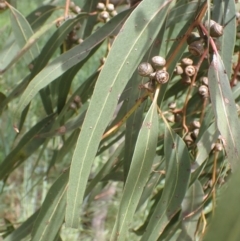 Eucalyptus bridgesiana at Boorowa, NSW - 26 Nov 2022