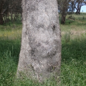 Eucalyptus bridgesiana at Boorowa, NSW - 26 Nov 2022