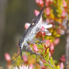 Rhinotia bidentata (Two-spot Rhinotia weevil) at Paddys River, ACT - 27 Nov 2022 by Harrisi