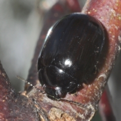 Paropsisterna sp. (genus) (A leaf beetle) at Cotter River, ACT - 27 Nov 2022 by Harrisi
