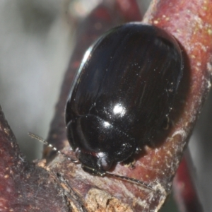 Paropsisterna sp. (genus) at Cotter River, ACT - 27 Nov 2022