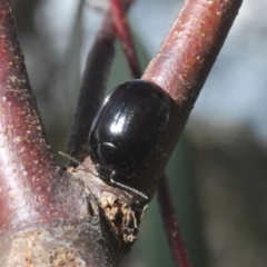 Paropsisterna sp. (genus) at Cotter River, ACT - 27 Nov 2022