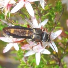 Hesthesis plorator (A longhorn beetle) at Gibraltar Pines - 27 Nov 2022 by Harrisi