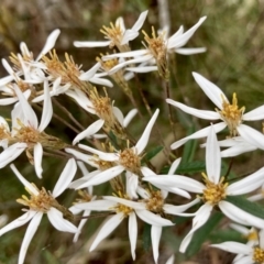 Olearia erubescens (Silky Daisybush) at Wamboin, NSW - 28 Nov 2022 by Komidar