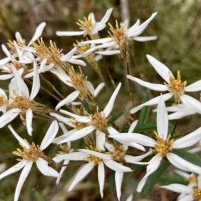 Olearia erubescens (Silky Daisybush) at Wamboin, NSW - 28 Nov 2022 by Komidar