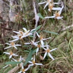 Olearia erubescens at Wamboin, NSW - 28 Nov 2022