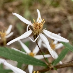 Olearia erubescens at Wamboin, NSW - 28 Nov 2022 07:36 AM