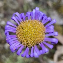 Brachyscome sp. at Wamboin, NSW - 28 Nov 2022 07:31 AM