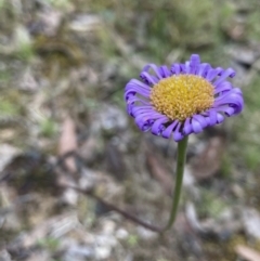 Brachyscome sp. at Wamboin, NSW - 28 Nov 2022