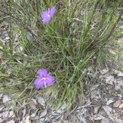 Thysanotus tuberosus subsp. tuberosus (Common Fringe-lily) at Aranda, ACT - 30 Nov 2022 by lbradley