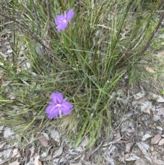 Thysanotus tuberosus subsp. tuberosus (Common Fringe-lily) at Aranda, ACT - 30 Nov 2022 by lbradley