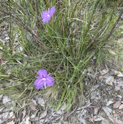 Thysanotus tuberosus subsp. tuberosus (Common Fringe-lily) at Aranda, ACT - 29 Nov 2022 by lbradley