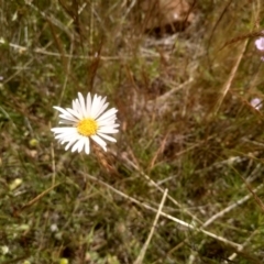 Brachyscome aculeata (Hill Daisy) at Coornartha Nature Reserve - 29 Nov 2022 by mahargiani