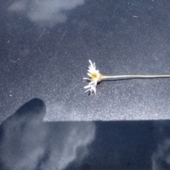 Brachyscome aculeata at Glen Fergus, NSW - 29 Nov 2022 01:14 PM