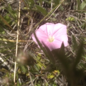 Convolvulus angustissimus at Glen Fergus, NSW - 29 Nov 2022 01:19 PM