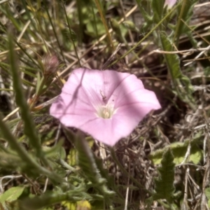 Convolvulus angustissimus at Glen Fergus, NSW - 29 Nov 2022 01:19 PM