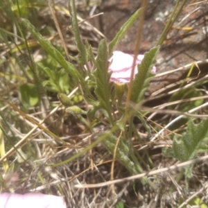 Convolvulus angustissimus at Glen Fergus, NSW - 29 Nov 2022 01:19 PM