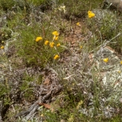 Chrysocephalum apiculatum (Common Everlasting) at Glen Fergus, NSW - 29 Nov 2022 by mahargiani